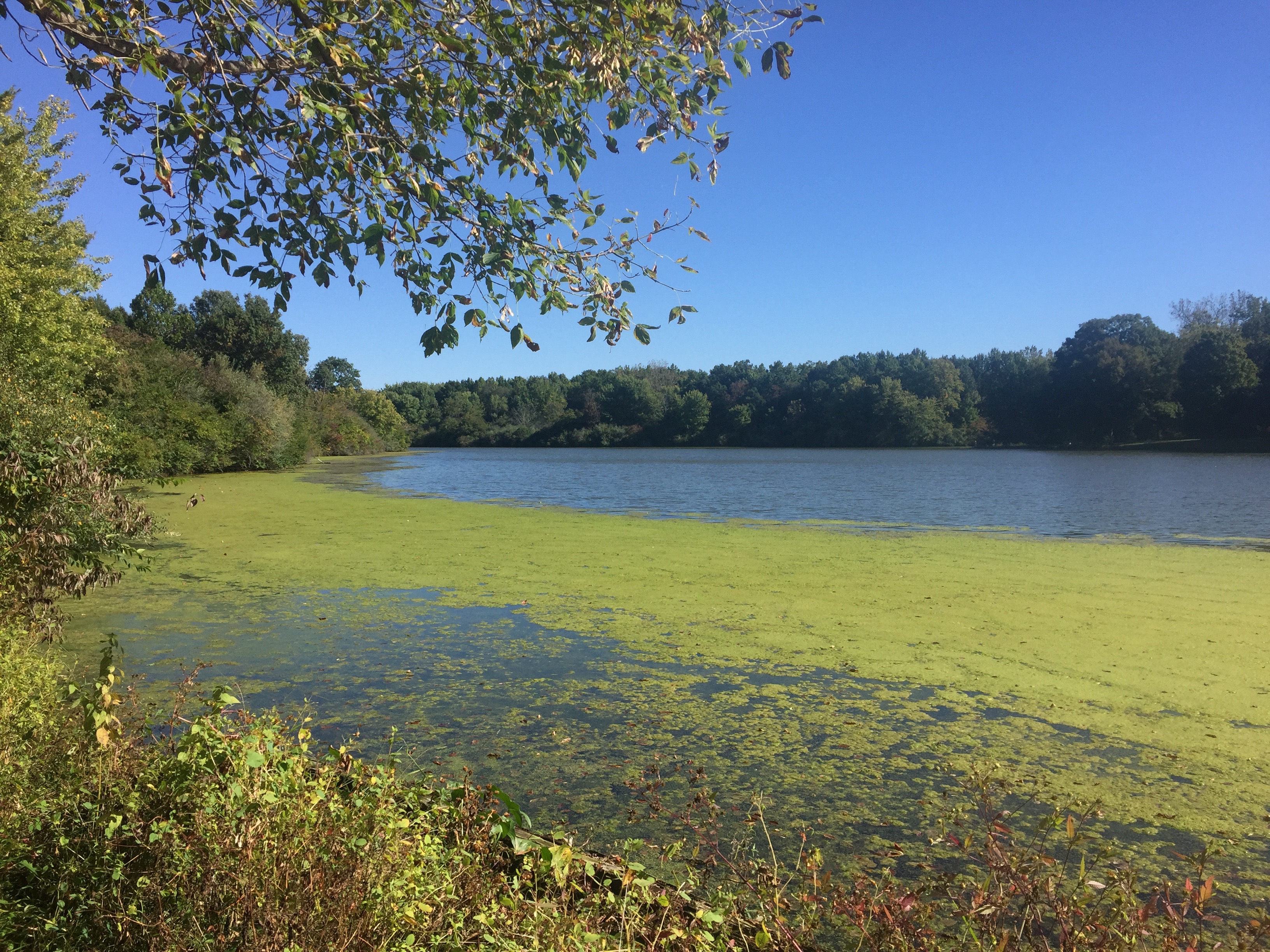 Information about "IMG_2479.jpg" on homer lake forest preserve